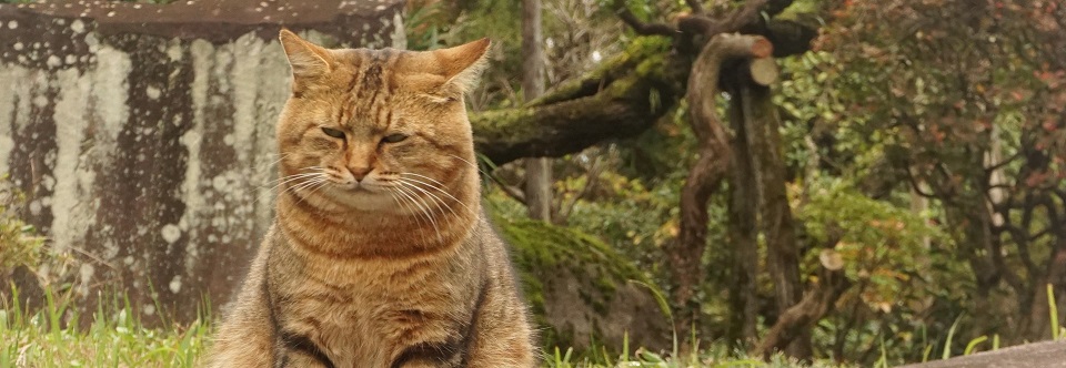cat 4422586 1920