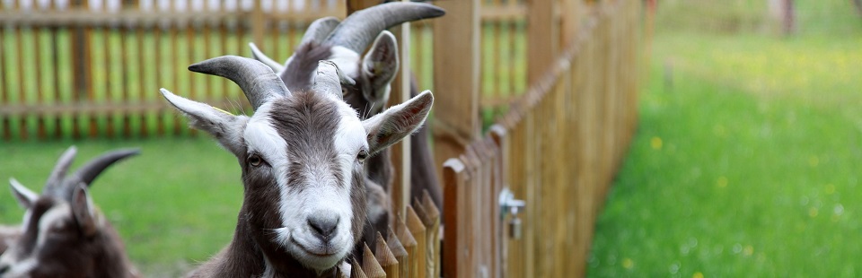 goat 4221549 1920
