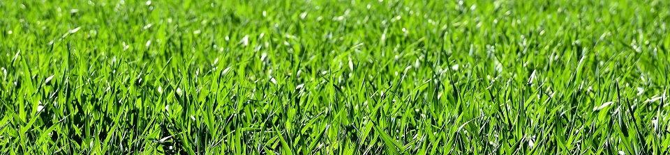 meadow 2184989 1920
